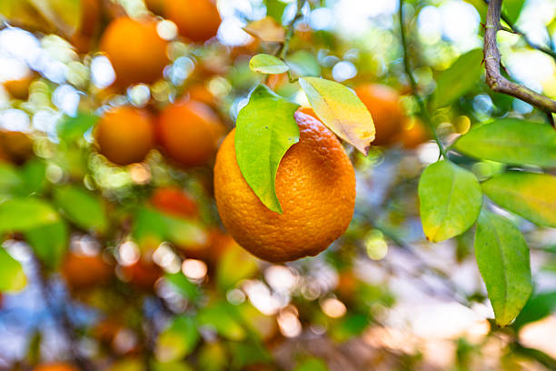 Bright close-up of ripe oranges hanging from a leafy tree in a sunlit orchard. Vibrant citrus tones, green foliage, and warm bokeh create a fresh, natural atmosphere ideal for food, nature, and seasonal themes.