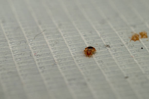 Close-up of bed bugs (Cimex lectularius) caught on adhesive tape, illustrating household pest infestation, detection methods, and health risks associated with bed bug presence in living spaces.
