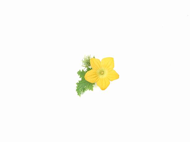 Yellow lemon cucumber flower with leaf isolated on white background . Botanical photography for creative design