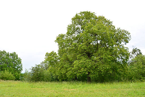 Landscape in the park. Old trees.