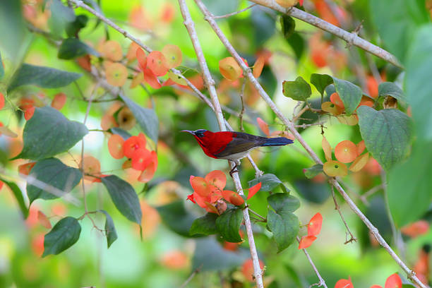 Beautiful wildlife photograph of a vibrant Crimson Sunbird perched on a slender tree branch, surrounded by lush green foliage. The image captures the striking red plumage, slender curved beak, and elegant posture of the bird in its natural tropical habitat.