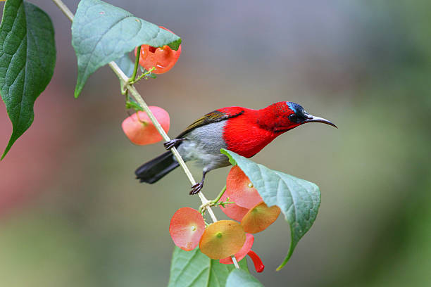 istock Vibrant Crimson Sunbird Perched on Tree Brach in Tropical Forest in Thailand. 2255025672