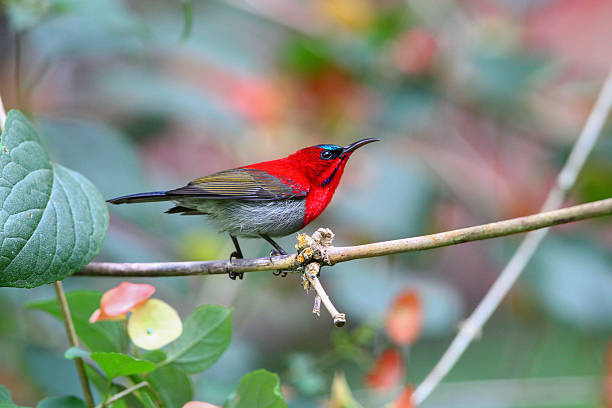 istock Vibrant Crimson Sunbird Perched on Tree Brach in Tropical Forest in Thailand. 2255025688
