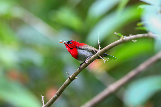 istock Vibrant Crimson Sunbird Perched on Tree Brach in Tropical Forest in Thailand. 2255025691