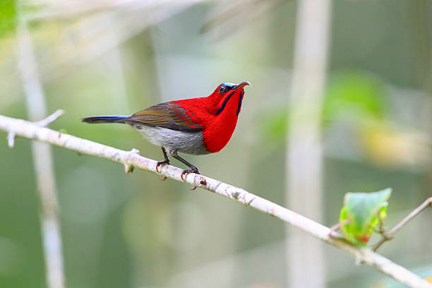 istock Vibrant Crimson Sunbird Perched on Tree Brach in Tropical Forest in Thailand. 2255025708
