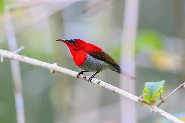 istock Vibrant Crimson Sunbird Perched on Tree Brach in Tropical Forest in Thailand. 2255025718