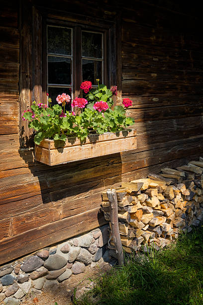 Window in the log wall with geranium flowers. Chopped firewood on the side