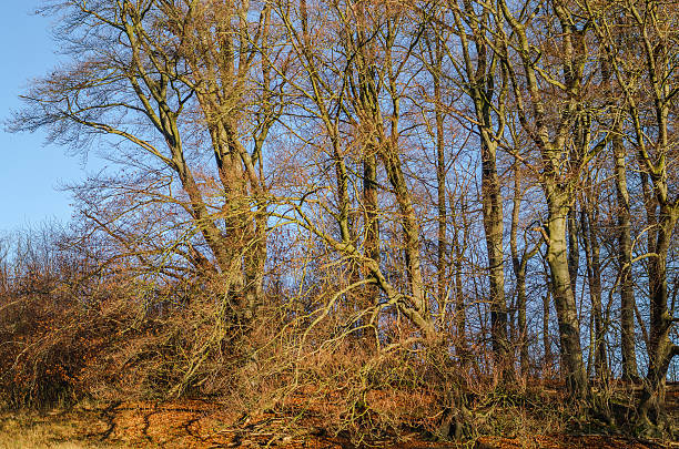 Bare deciduous trees with intricate branches against a clear blue sky in autumn