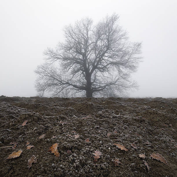 A bare tree stands alone against a curtain of white fog, its dark silhouette rising from frost‑covered soil. The scene captures winter’s stark beauty, evoking stillness and solitude beneath the pale, muted sky.