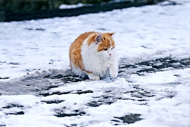 A cat with a long tail is sitting in the snow. The cat has a brown spot on its back