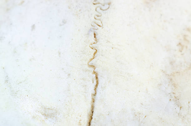 Close-up macro view of a suture line on a weathered bone surface