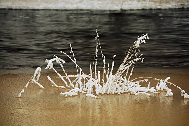 Frozen tree branches