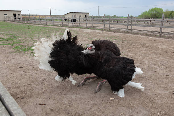 A large male black ostrich performs a mating dance ritual in a rural farm enclosure. This exotic bird displays its wings during a sunny spring day in nature.