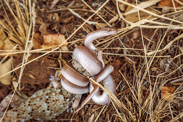 Marbled tree snake killing a gecko in Greater Kruger National park, South Africa ; Specie Dipsadoboa aulica family of Colubridae