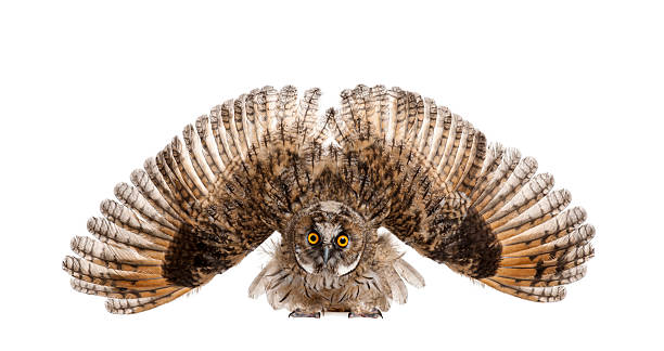 Eurasian Scops-owl, Otus scops, 2 months old, adult standing on ground with wings spread, looking at camera