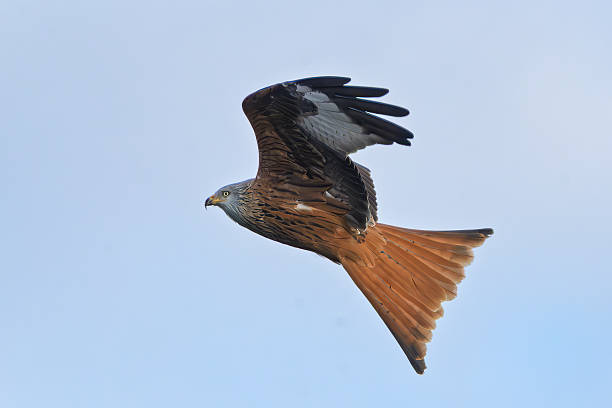 istock Red kite bird soaring in flight with wings outstretched against clear blue sky 2255041264