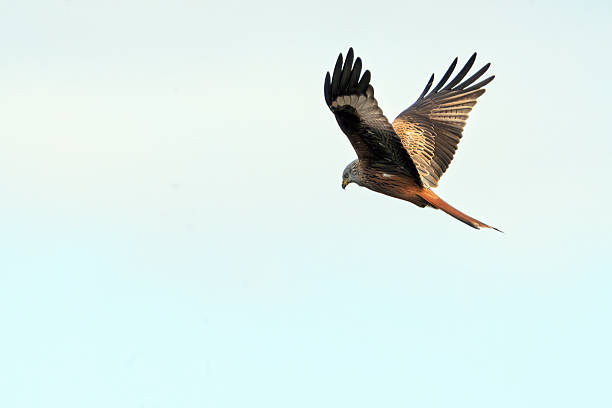 istock Red kite bird soaring in flight with wings outstretched against clear blue sky 2255041271