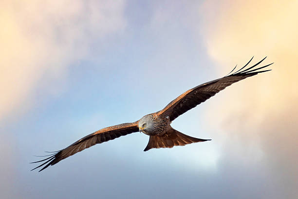 Close up of a Red Kite in flight