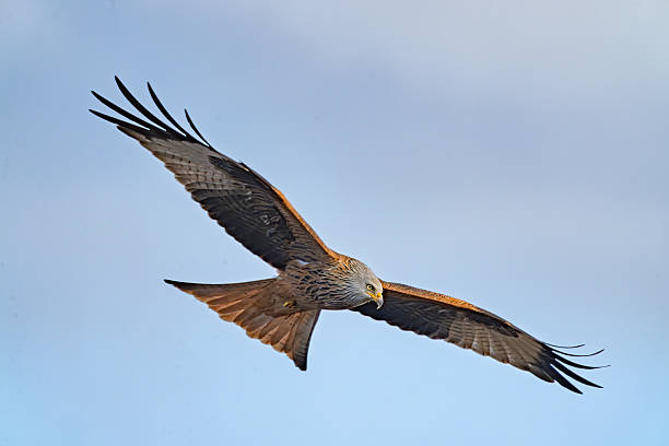 Red Kites in flight