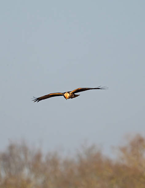 istock Female marsh harrier Soaring in Flight Over Autumn Landscape with Blurred Trees 2255041367