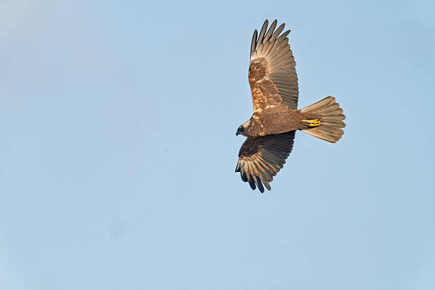 istock Common buzzard soaring in flight over autumn marshland with tall grasses and distant trees 2255041414