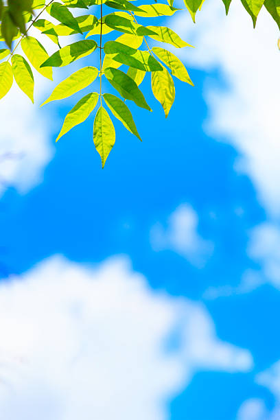 Fresh green leaves.