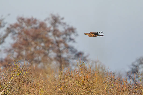 A brown common buzzard with spread wings glides through the air in a dynamic flying pose, captured mid-flight against a pale blue sky. The bird of prey features a hooked beak and tawny feathers, emphasizing its predatory grace. Below, a wetland marsh setting includes golden-yellow tall grasses swaying in the breeze and blurred autumn trees with reddish-brown foliage in the background. The scene conveys a sense of wild freedom and natural habitat. Ideal for commercial uses in wildlife conservation articles, environmental reports, nature documentaries, outdoor adventure publications, and educational materials on birds of prey. No people are present, focusing solely on the avian subject and serene outdoor environment during daytime in fall.