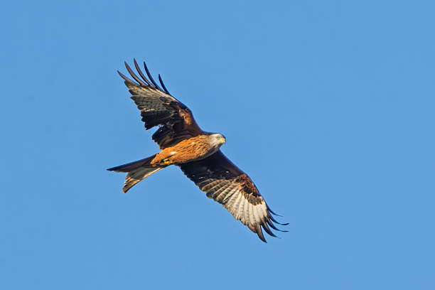 Bird of prey
