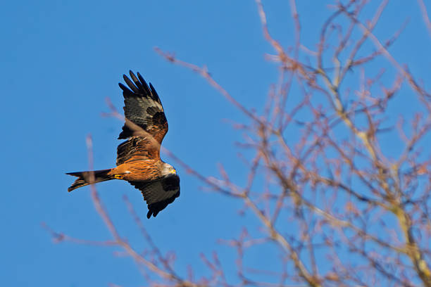 A red kite (Milvus milvus), a medium-sized bird of prey with reddish-brown plumage, white underparts, and a distinctive forked tail, glides in flight with wings fully extended. The bird's sharp eyes and curved beak are visible as it navigates the open air. In the foreground, silhouetted bare tree branches add depth, indicating a deciduous forest setting during late winter. The background features a vivid blue sky, suggesting a clear daytime in temperate Europe, possibly the UK or continental areas where red kites are common. No people are present. The image captures the essence of wildlife in natural habitat, suitable for commercial uses such as environmental publications, birdwatching magazines, conservation campaigns, educational materials on raptors, and nature-themed advertisements emphasizing freedom and ecology.