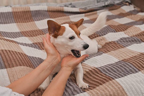 istock The owner is playing and teasing a Jack Russell dog 2255042387