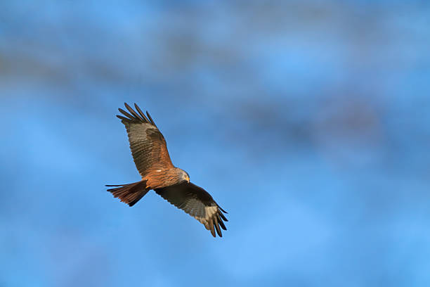 A red kite (Milvus milvus), a bird of prey, glides gracefully through the air with its broad wings fully extended, showcasing detailed feather patterns in reddish-brown hues. The bird's head is turned slightly, revealing its hooked beak and keen eyes, set against a uniform bright blue sky that emphasizes its isolation and freedom in the open airspace. This outdoor scene captures the essence of wildlife in motion during daytime, with no people present. Ideal for commercial uses such as nature documentaries, environmental publications, wildlife conservation campaigns, educational materials on birds of prey, and stock imagery for articles on European fauna or aviation-inspired themes in media content.