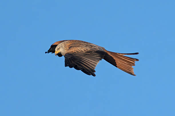 A red kite (Milvus milvus), a bird of prey, glides gracefully through the air with its broad wings fully extended, showcasing detailed feather patterns in reddish-brown hues. The bird's head is turned slightly, revealing its hooked beak and keen eyes, set against a uniform bright blue sky that emphasizes its isolation and freedom in the open airspace. This outdoor scene captures the essence of wildlife in motion during daytime, with no people present. Ideal for commercial uses such as nature documentaries, environmental publications, wildlife conservation campaigns, educational materials on birds of prey, and stock imagery for articles on European fauna or aviation-inspired themes in media content.