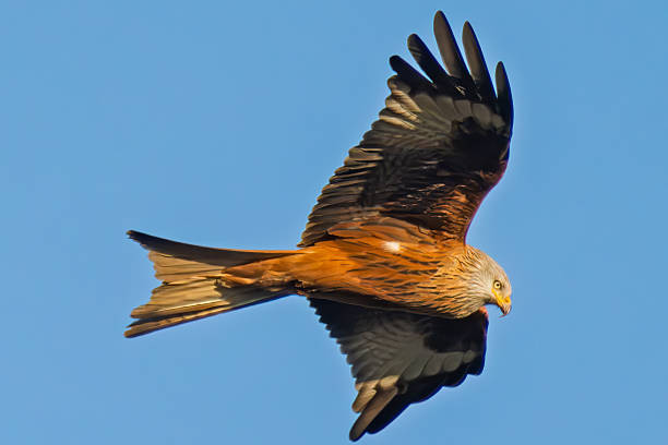 istock Red kite bird soaring in flight with wings outstretched against clear blue sky 2255042592