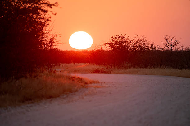 A breathtaking sunset paints the Namibian sky with vibrant orange and red hues. The large sun disk descends behind silhouetted trees and shrubs, casting a warm glow over a winding dirt road. This dramatic African wilderness scene evokes feelings of travel, adventure, and the beauty of nature.
