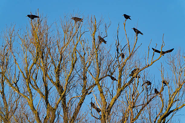 A cluster of black rooks, scientifically known as Corvus frugilegus , perch motionless on the twisted, leafless branches of a tall deciduous tree. The birds' dark feathers contrast sharply with the pale brown bark and the vibrant blue sky overhead, suggesting a crisp autumn or early winter day. No people are present in the scene, emphasizing the natural wildlife element. The mood is serene and ominous, evoking themes of solitude and the changing seasons. This image suits commercial uses in environmental publications, wildlife documentaries, seasonal marketing for outdoor apparel, or editorial content on bird migration and ecosystem balance, providing a striking visual for nature-themed articles or book covers.