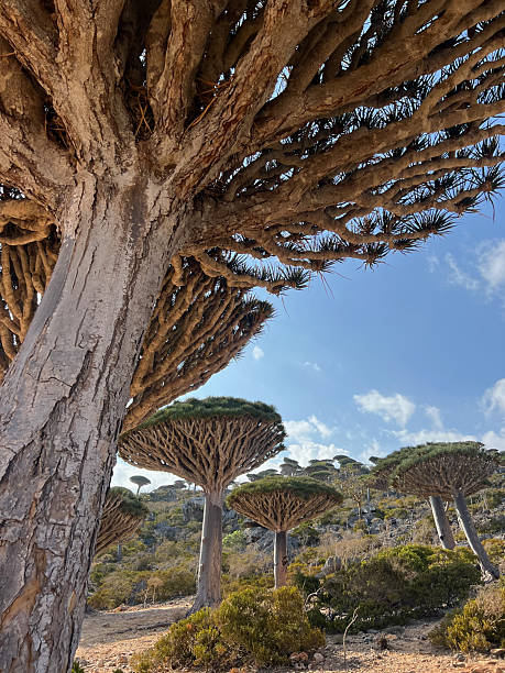 istock Several Dragon's Blood Trees on Socotra Island in April 2255043157