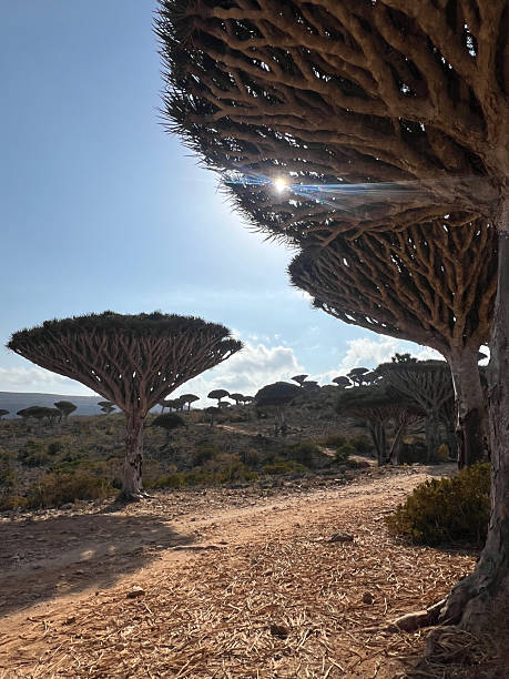 istock A sunbeam through the branches of the Dragon's Blood Tree 2255043158