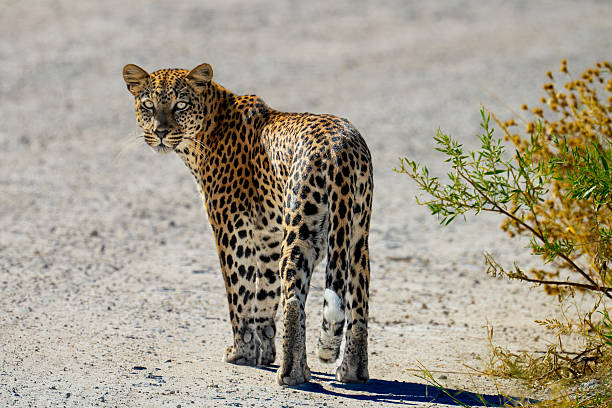 A leopard looks at the camera. Moremi Wildlife Reserve, Botswana.