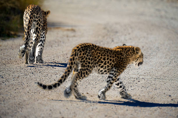 A Leopard in the Savannah