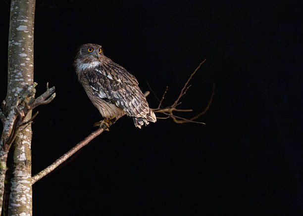 The brown fish owl (Ketupa zeylonensis) is a fish owl species in the family known as typical owls, Strigidae.