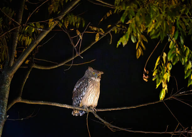 Image of an Eurasian eagle-owl in captivity in a recovery center in the province of Lleida, Catalonia