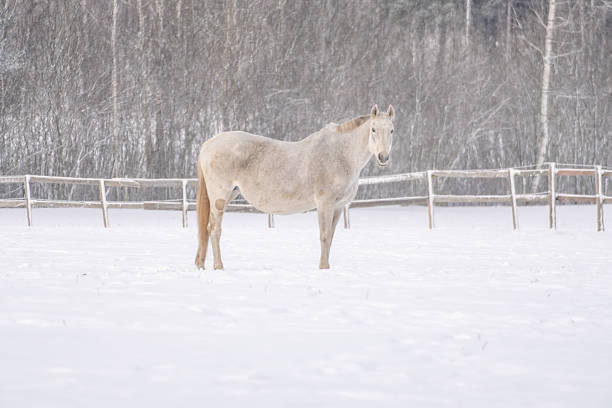 Lone light grey horse standing still in snowy winter paddock during gentle snowfall, soft rural landscape and muted forest background conveying calm, patience and quiet seasonal solitude