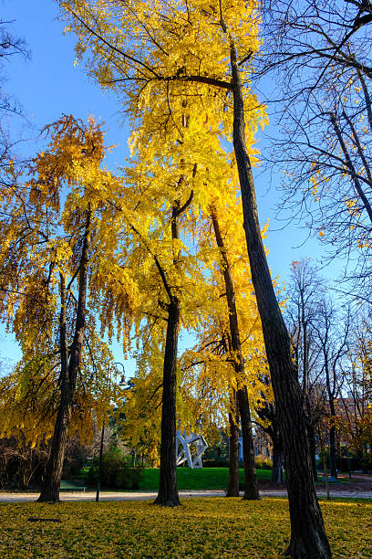 istock Autumn at Parco Sempione, Milan 2255047608