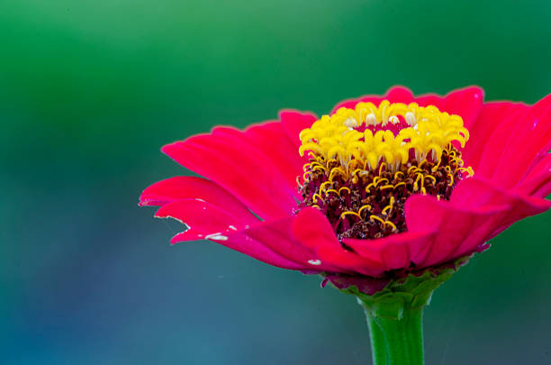 Red Flower Macro With Yellow Center And Smooth Green Bokeh