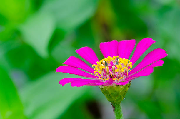 Pink Zinnia Macro With Yellow Center And Sharp Detail. Nature background