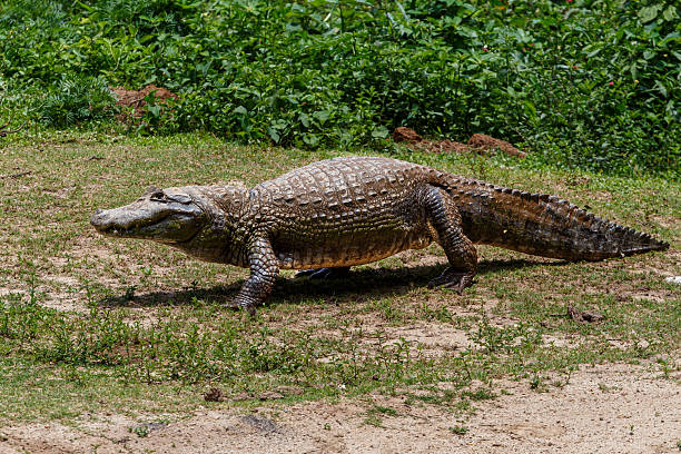 istock Broad-snouted Caiman (Caiman latirostris) Camouflaged Among Vegetation 2255048373