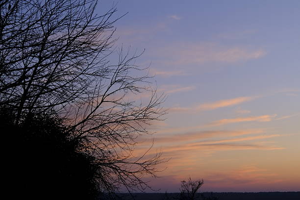 Silhouette of bare tree branches against dark cloudy sky at sunset copy space