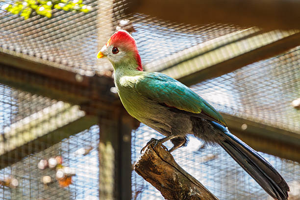 A vibrant, full-body shot of a Red-crested Turaco (Tauraco erythrolophus), an exotic bird native to Africa. The bird is perched gracefully on a thin branch within a enclosure. It features a spectacular bright red crest, a white face, and a yellow beak, contrasting beautifully with its deep green and blue-grey plumage. The image captures the bird's elegant posture and vivid colors in sharp detail.
