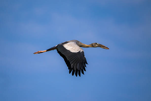 istock A white bird with black wings is flying in the sky. 2255048441