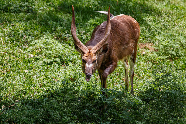 A high-angle shot of a male Sitatunga (Tragelaphus spekii), a rare swamp-dwelling antelope. The animal features impressive, long spiral horns and a shaggy, dark chocolate-brown coat with faint white spots and stripes. It is captured while walking through dense green grass and small shrubs, looking directly up toward the camera. The natural sunlight highlights the texture of its fur and the unique markings on its face. This species is native to the central African wetlands and is known for its splayed hooves adapted for walking on boggy ground.